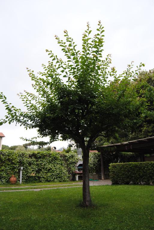 Il Susino Daire Tirrenia Dış mekan fotoğraf